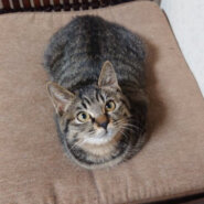 マヌルネコにそっくりな捨て猫ちゃん