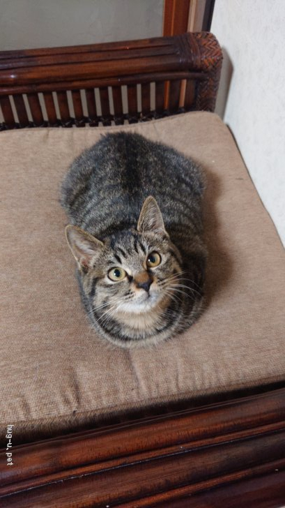 マヌルネコにそっくりな捨て猫ちゃん