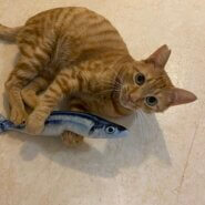 生後4〜5ヶ月の可愛い茶トラの男の子♪