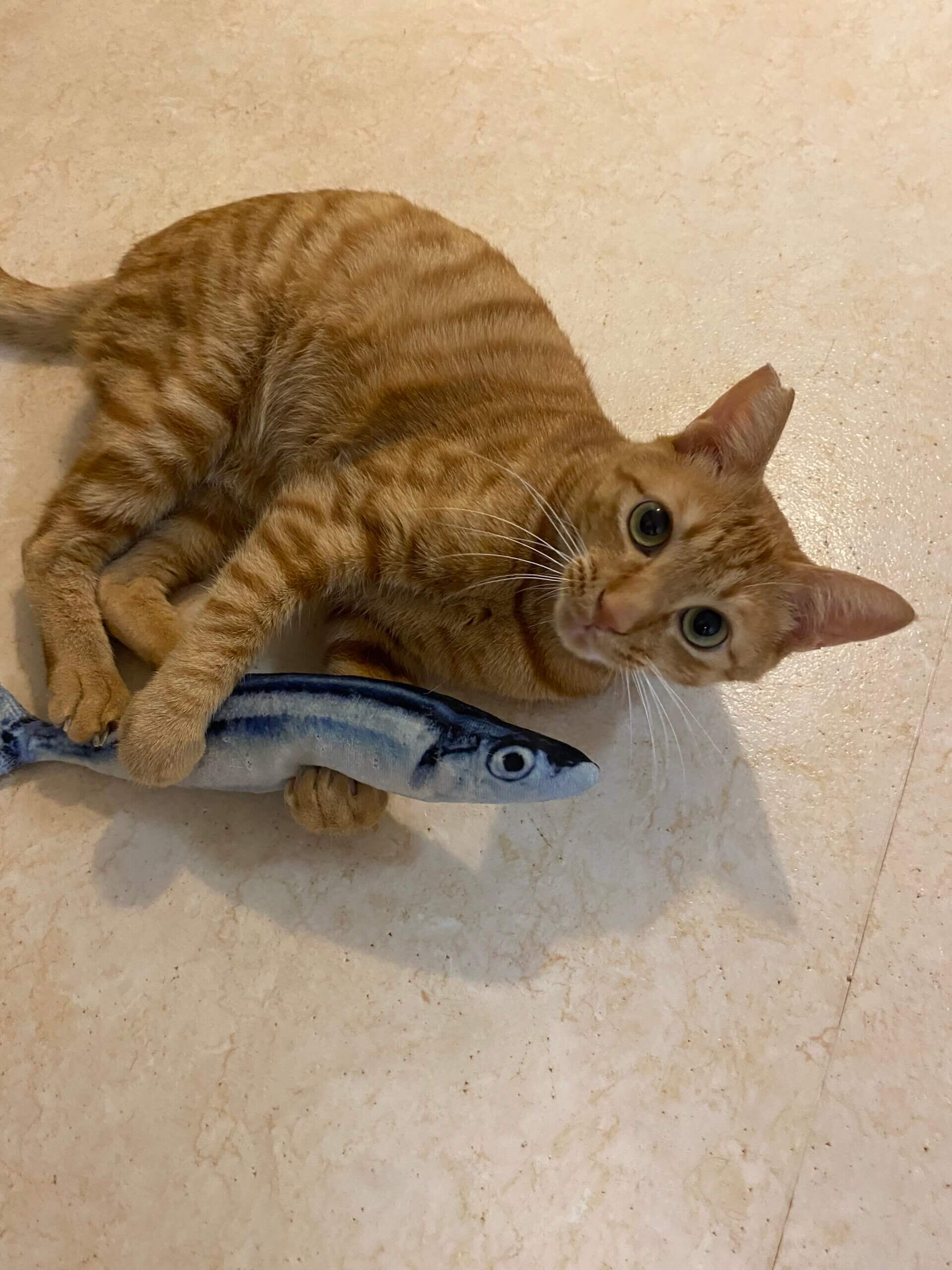 生後4〜5ヶ月の可愛い茶トラの男の子♪