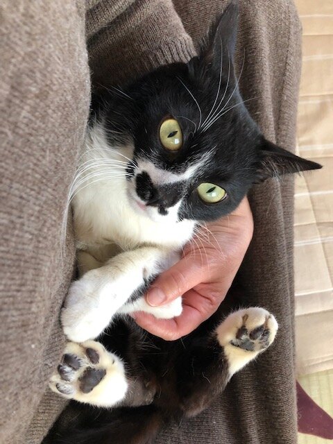 人馴れ抜群で愛嬌のある可愛いレオくん！