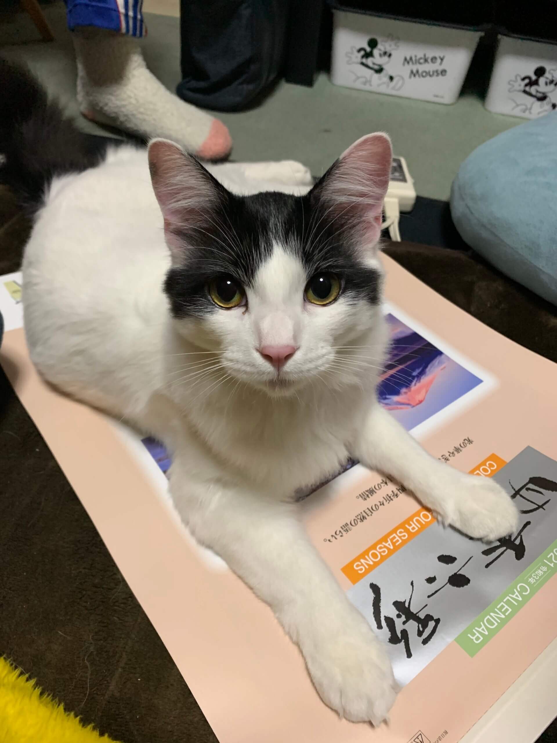 生後1年8ヶ月の小猫　男の子です