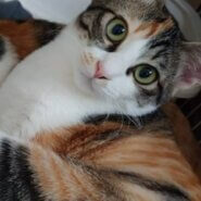 大きい目がかわいい縞三毛猫の女の子❤