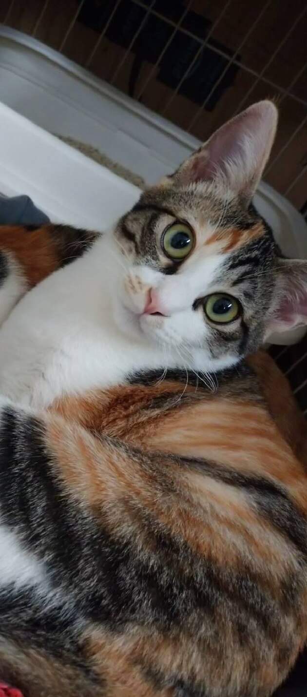 大きい目がかわいい縞三毛猫の女の子❤