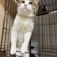 推定3、4歳男の子