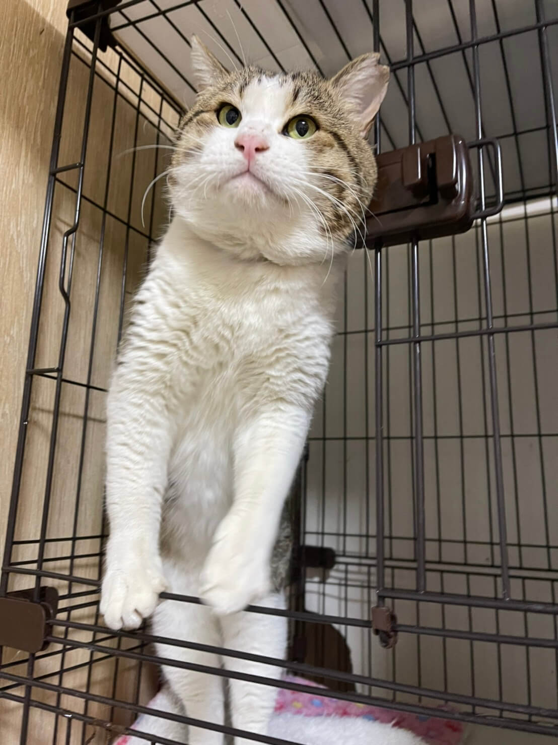 推定3、4歳男の子