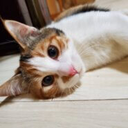 縞三毛猫の女の子　美人さんです