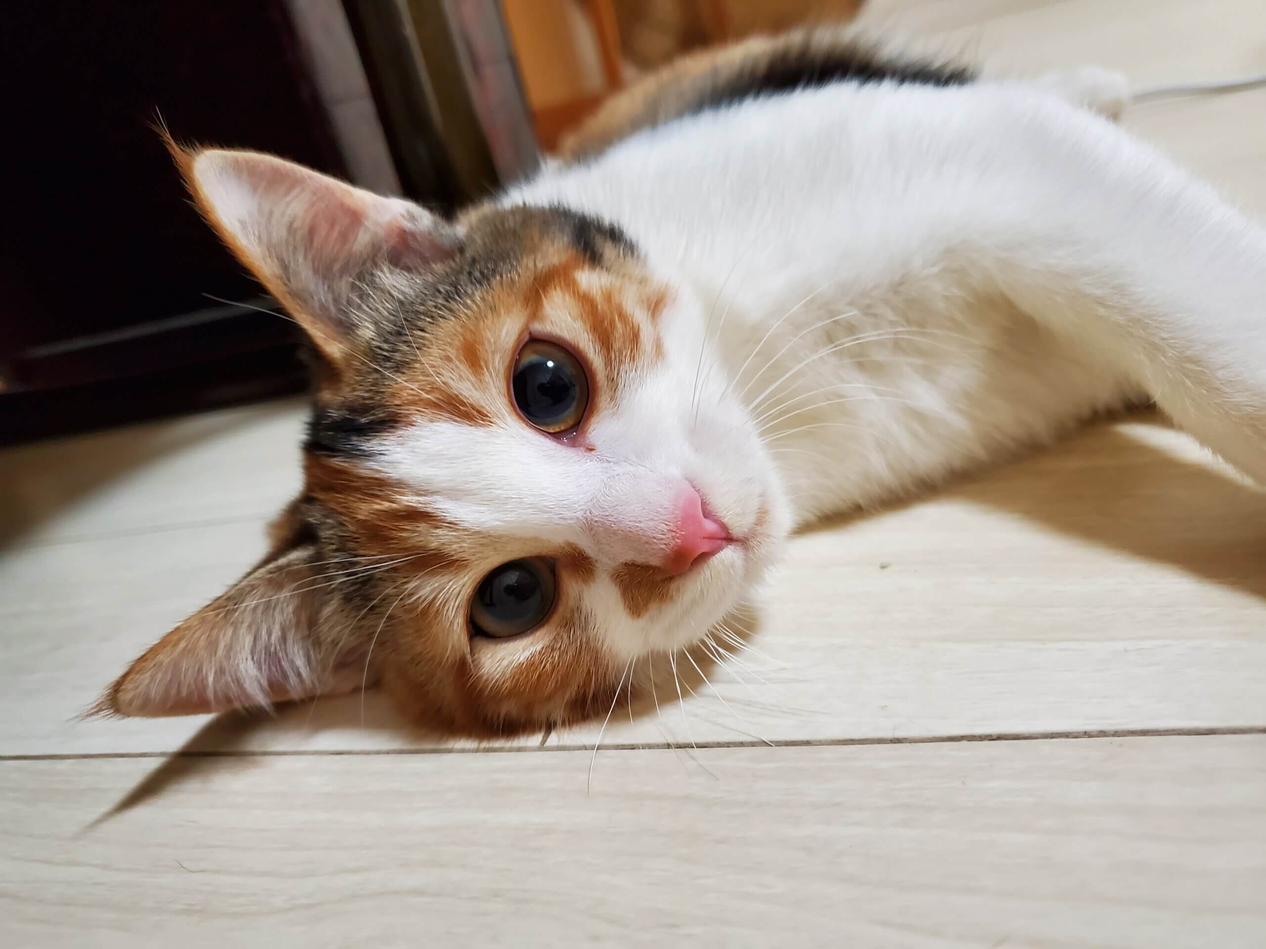 縞三毛猫の女の子　美人さんです