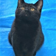 里親様決定しました。ありがとうございました。