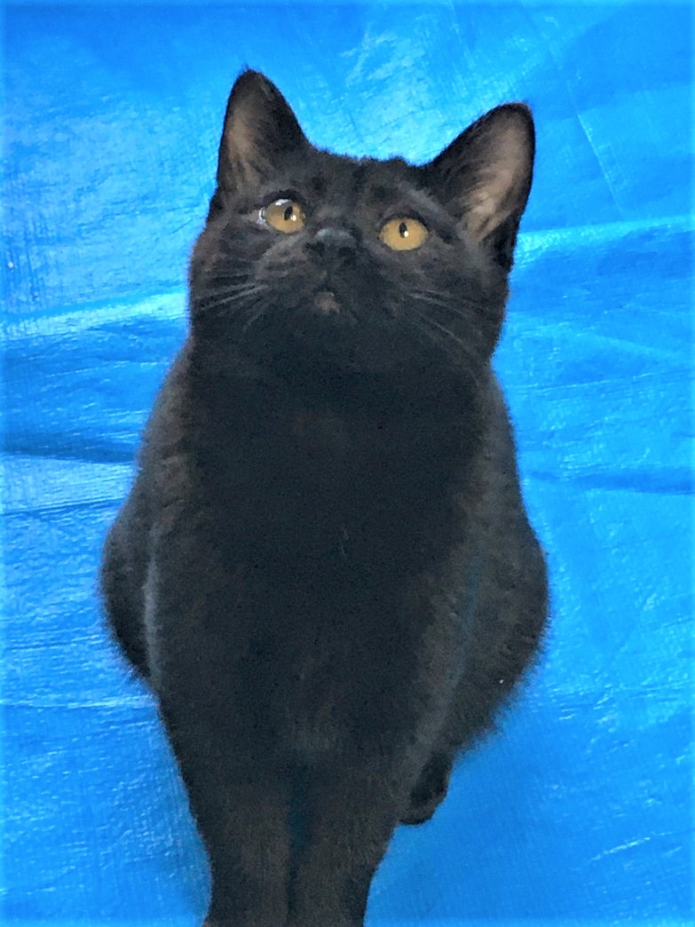 里親様決定しました。ありがとうございました。