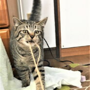 ショウちゃんと一緒に里親様決定しました。