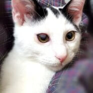 ひとが大好き！元気印の男の子♂️