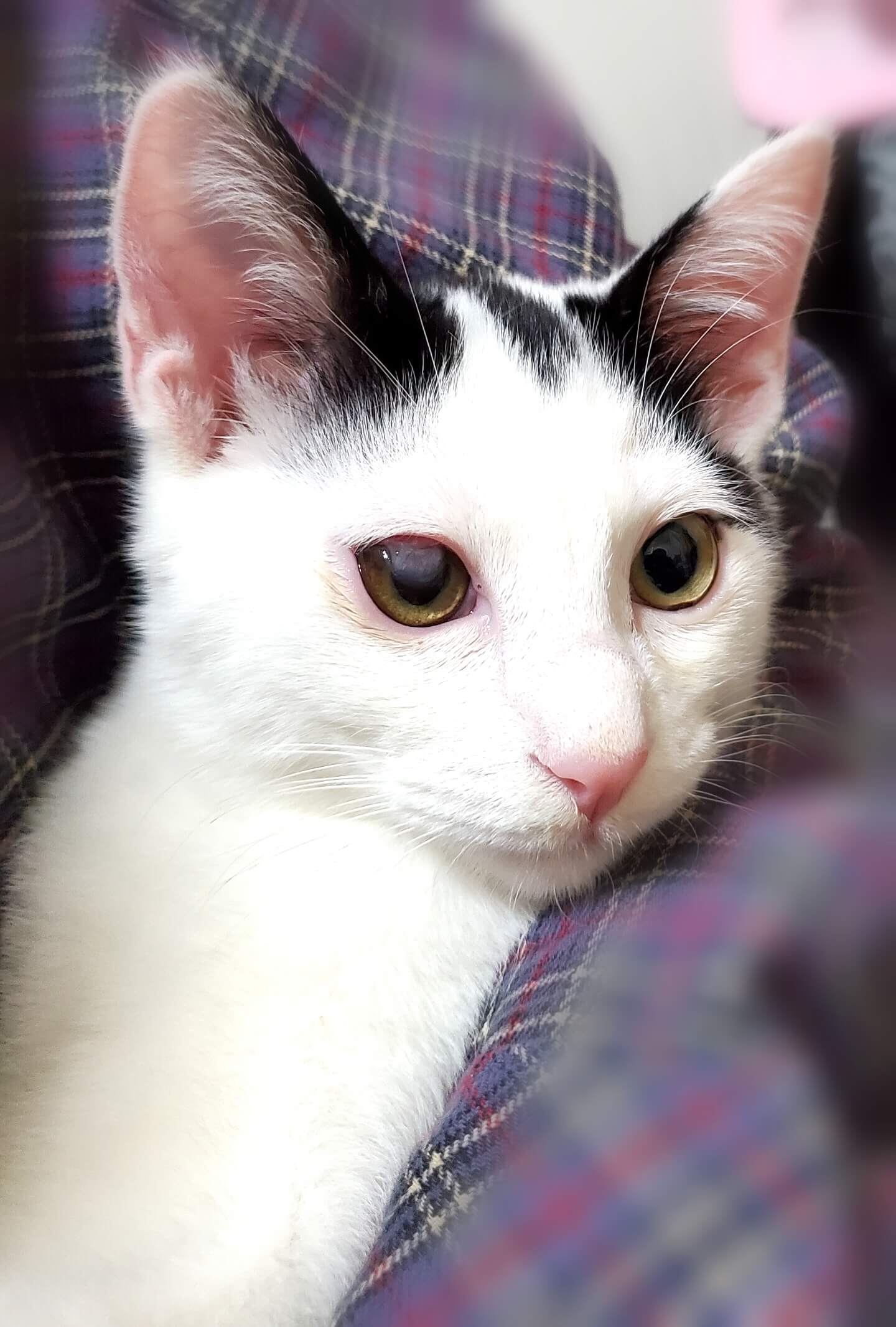 ひとが大好き！元気印の男の子♂️