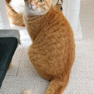 ※おうち決定※甘えん坊の茶トラくん