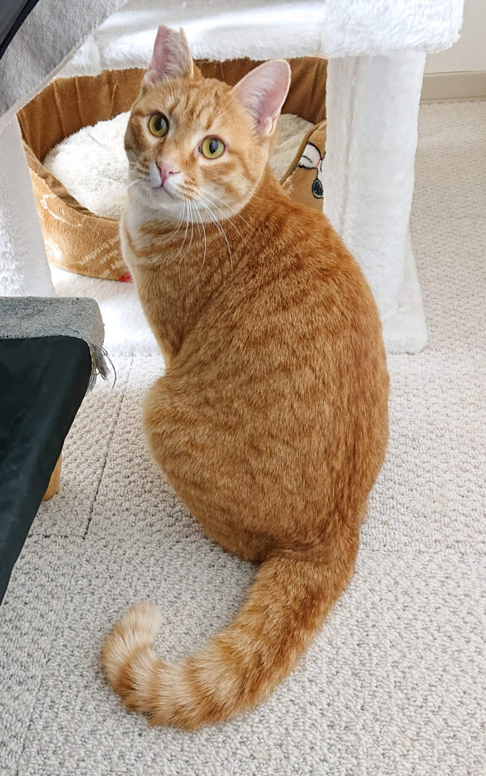 ※おうち決定※甘えん坊の茶トラくん