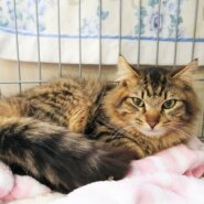 in小牧～保護猫の譲渡会2022年3月５日～ちーむ にゃいんず