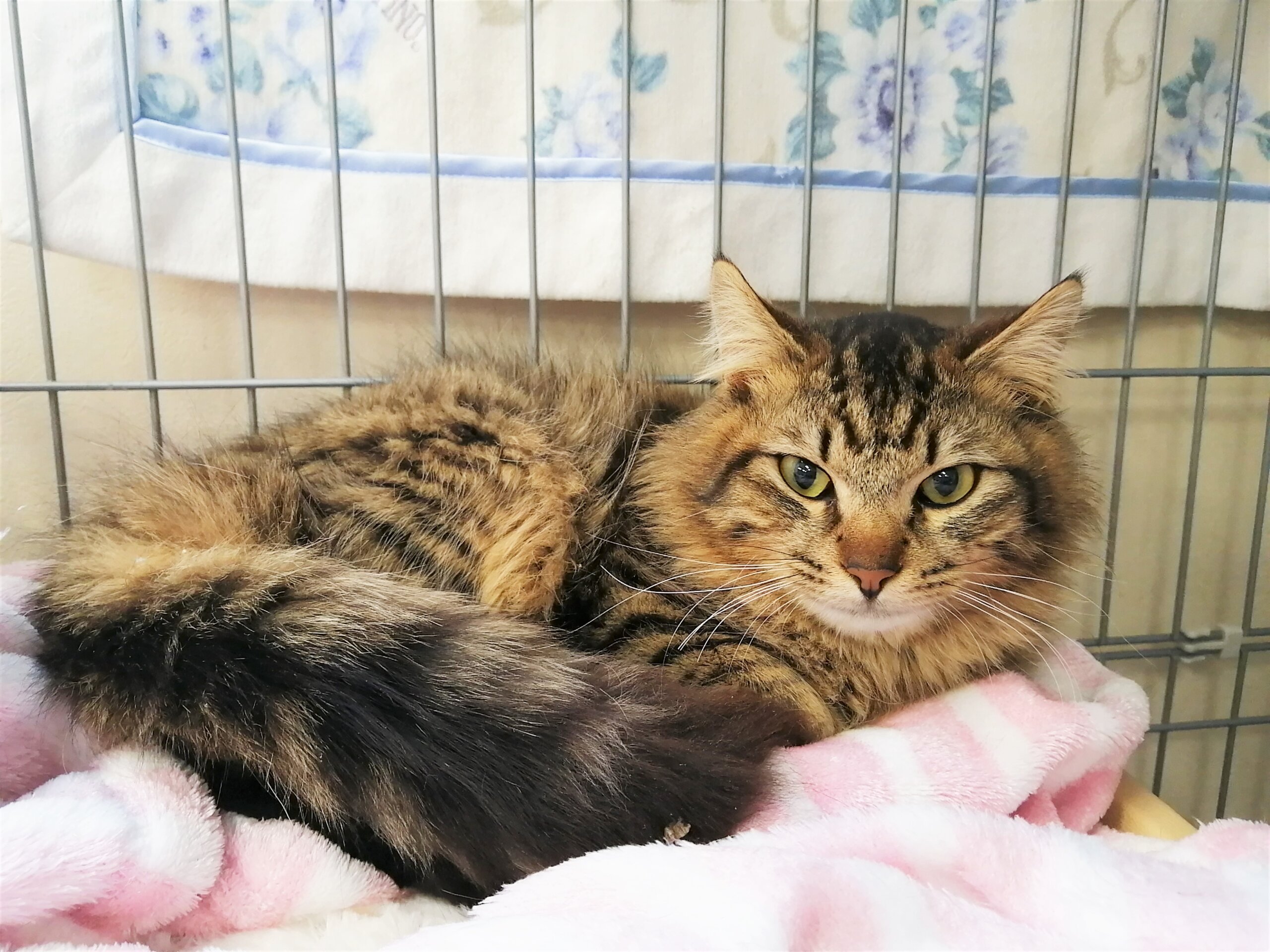 in小牧～保護猫の譲渡会2022年3月５日～ちーむ にゃいんず