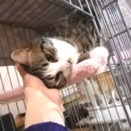 in豊明☆保護猫の譲渡会2022年3月5日（土）～ちーむ　にゃいんず