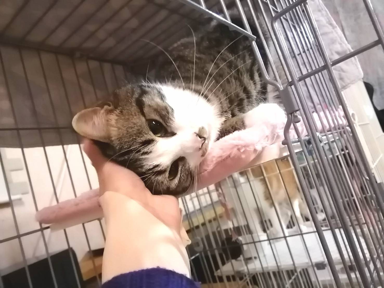 in豊明☆保護猫の譲渡会2022年3月5日（土）～ちーむ　にゃいんず