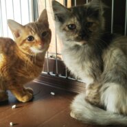 in春日井～保護猫の臨時譲渡会2022年2月19日～ちーむ にゃいんず