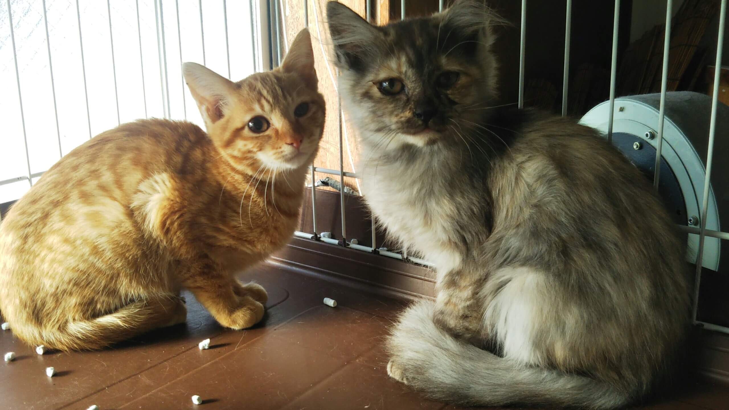 in小牧～保護猫の譲渡会2022年２月５日～ちーむ にゃいんず