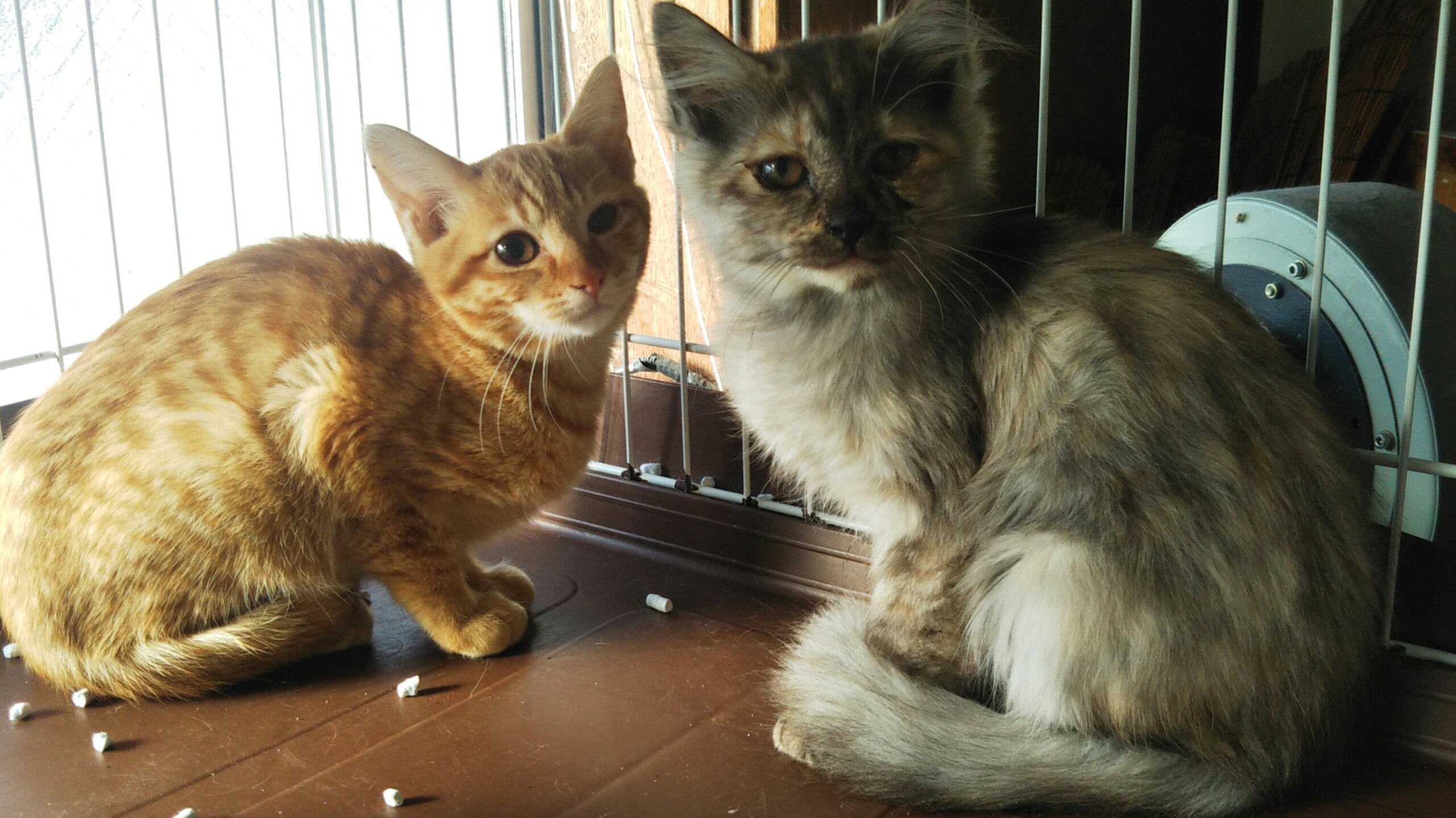 in豊明～保護猫の臨時譲渡会2022年2月19日～ちーむ にゃいんず