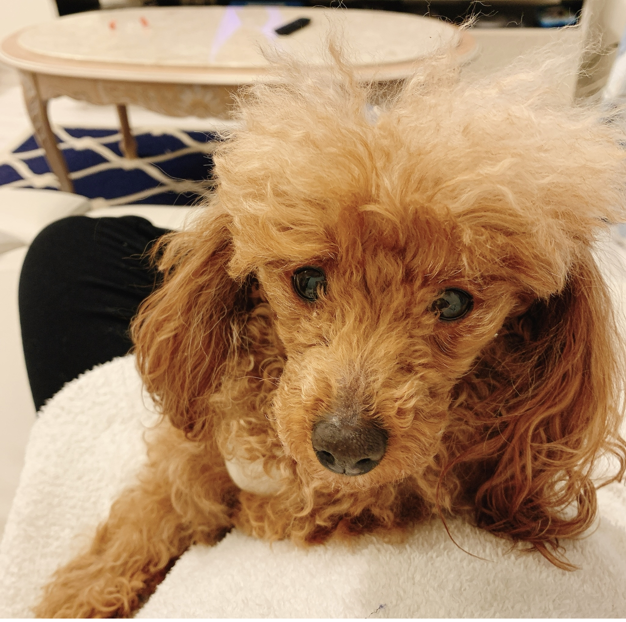 トイプードルの女の子ワンちゃん★