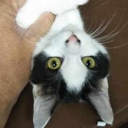 in豊明～保護猫の臨時譲渡会2022年2月11日～ちーむ にゃいんず