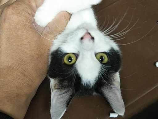 in豊明～保護猫の臨時譲渡会2022年2月11日～ちーむ にゃいんず