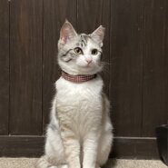 可愛いパステル三毛（糸島市）