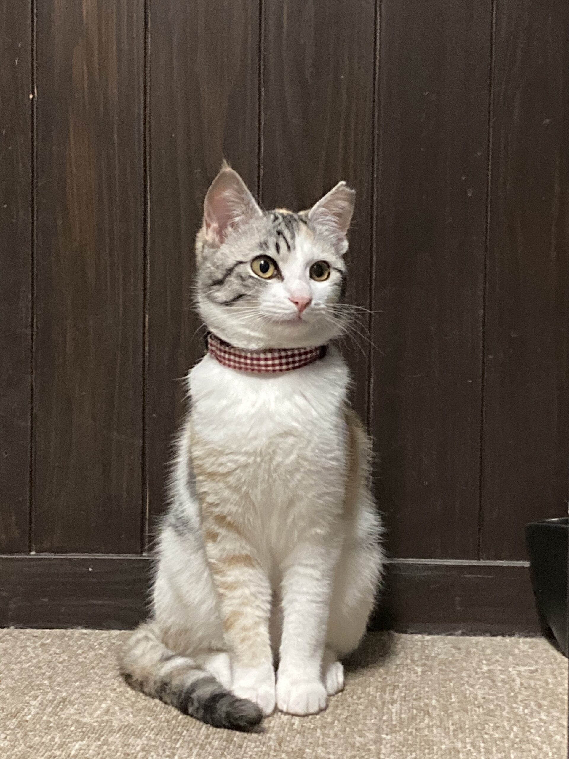 可愛いパステル三毛（糸島市）