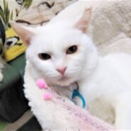 おとなしくて懐こい　白猫白ちゃん