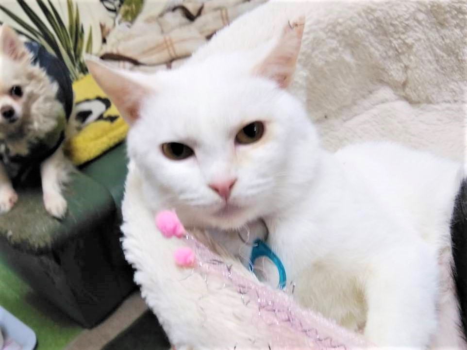 おとなしくて懐こい　白猫白ちゃん