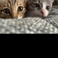 生後7ヶ月兄弟（オス）