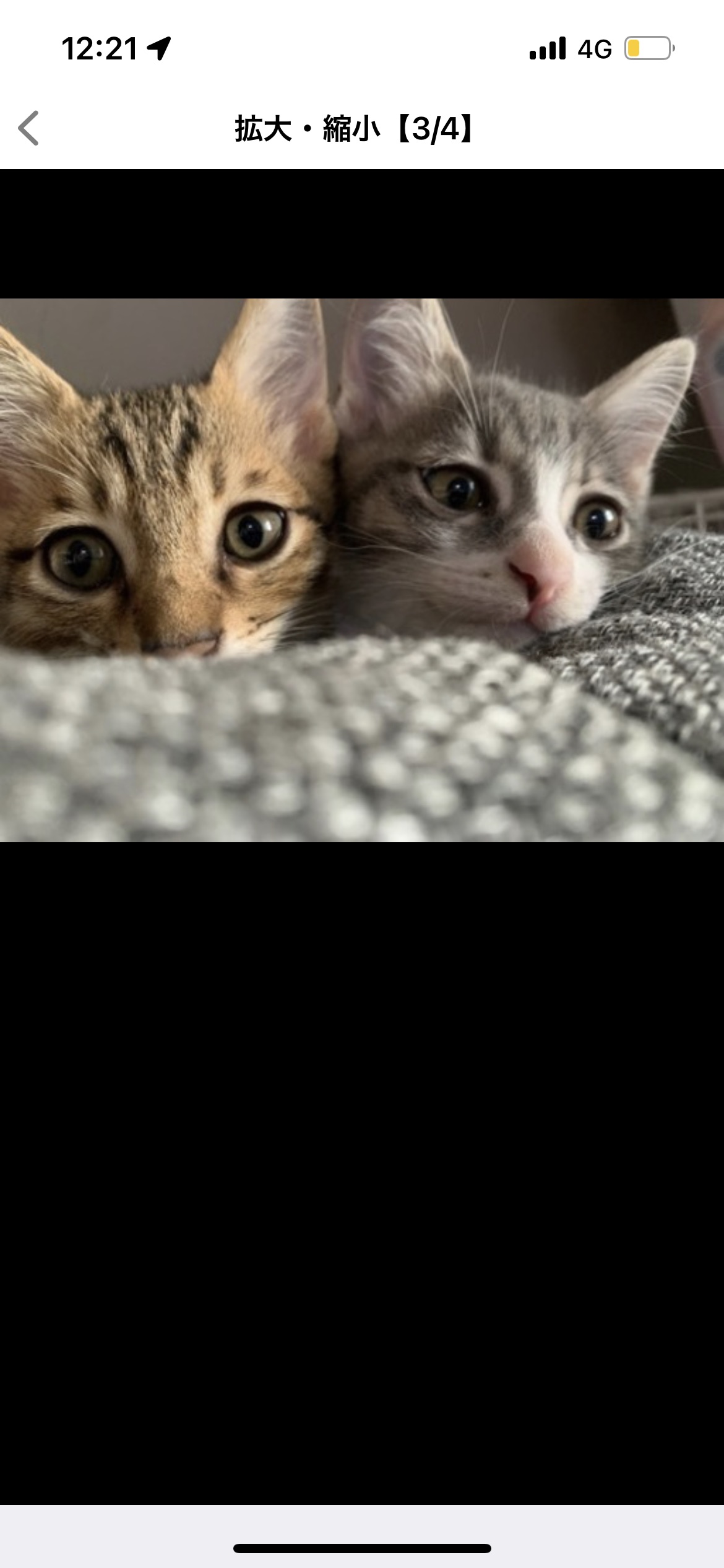 生後7ヶ月兄弟（オス）