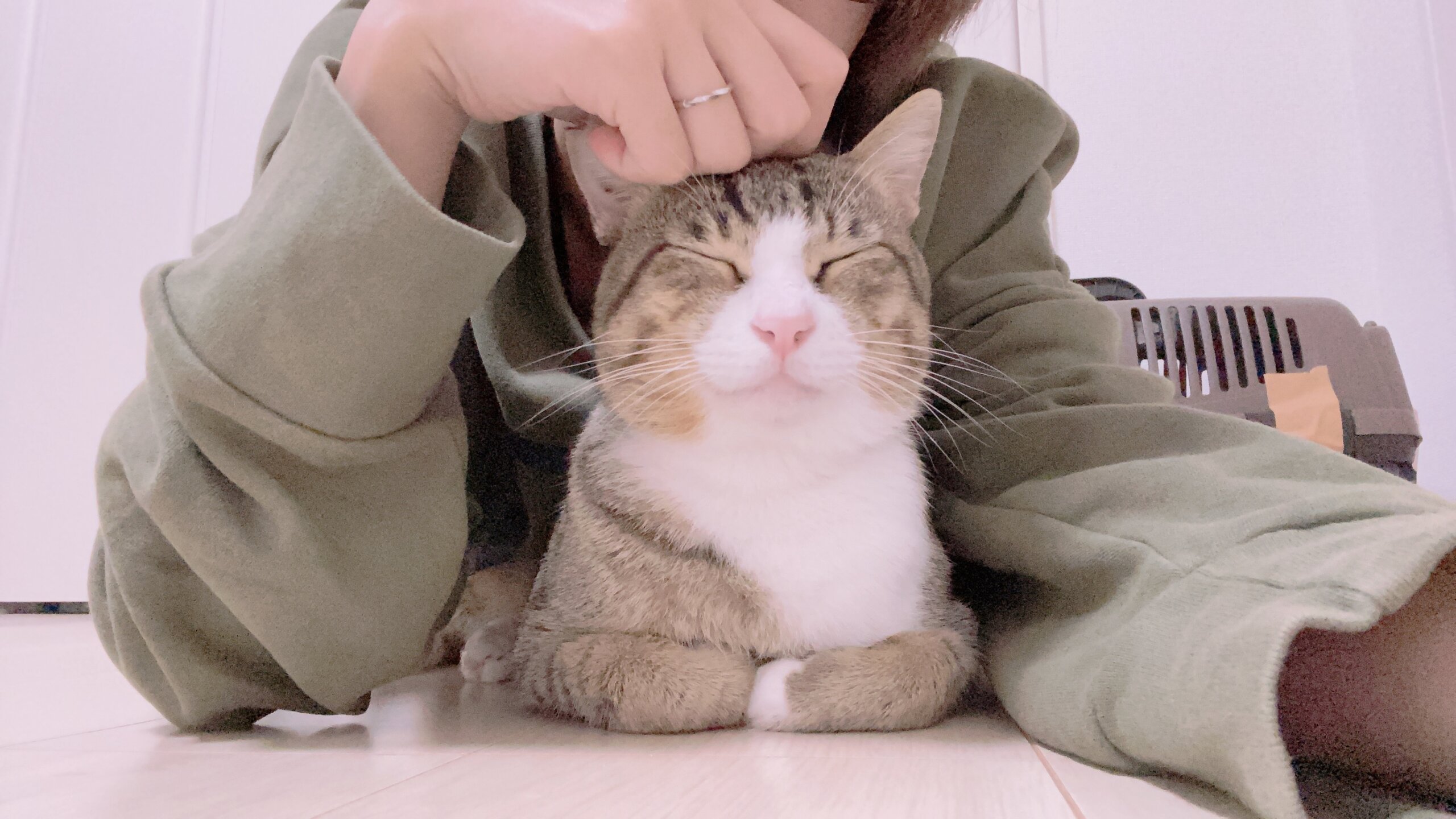 【猫用品あり】出会った中で1番飼いやすいネコちゃん