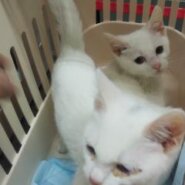 in豊明～保護猫の臨時譲渡会2022年2月23日～ちーむ にゃいんず