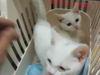 in豊明～保護猫の臨時譲渡会2022年2月23日～ちーむ にゃいんず