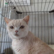 繁殖を終えた、ちょっとおデブな女の子です。