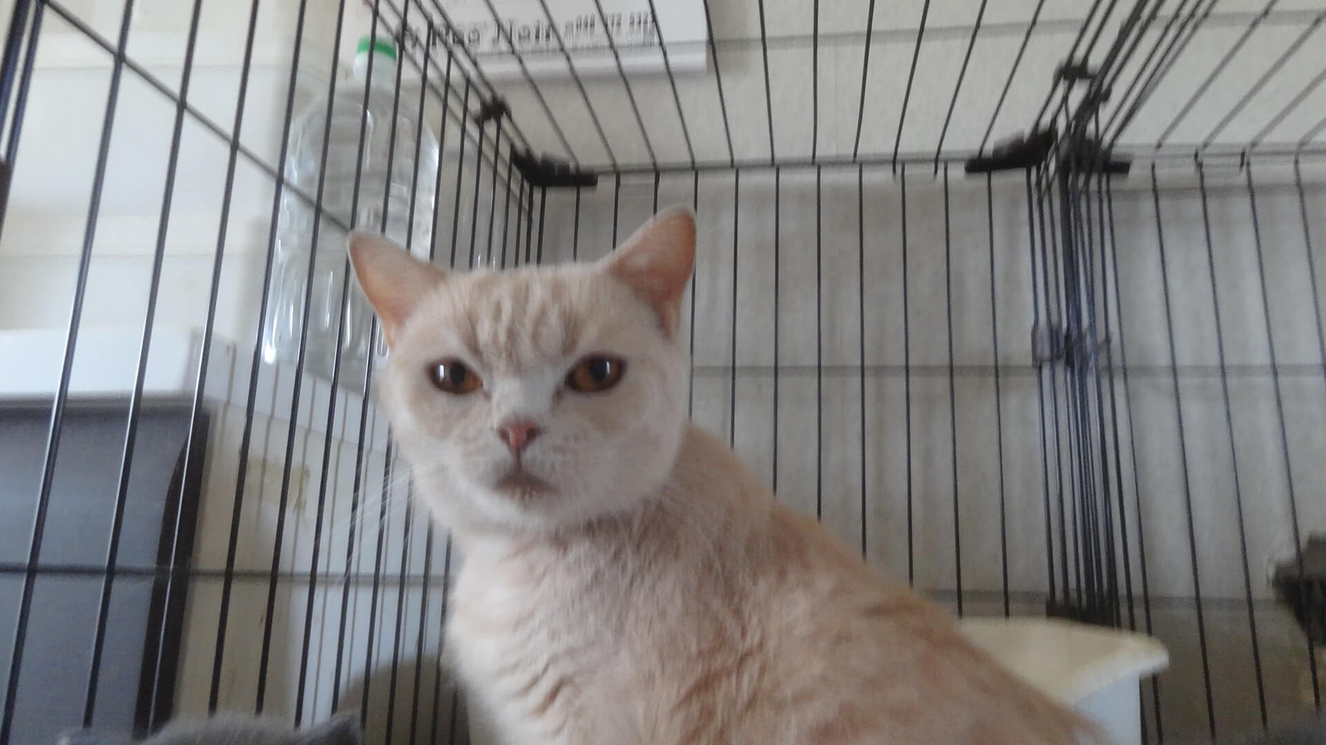 繁殖を終えた、ちょっとおデブな女の子です。