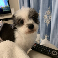 成犬 チワワとマルチーズのmix犬です★