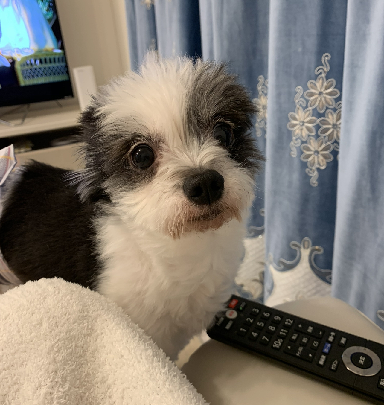 成犬 チワワとマルチーズのmix犬です★