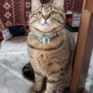 ほんわか可愛いキジトラのイケニャン君！