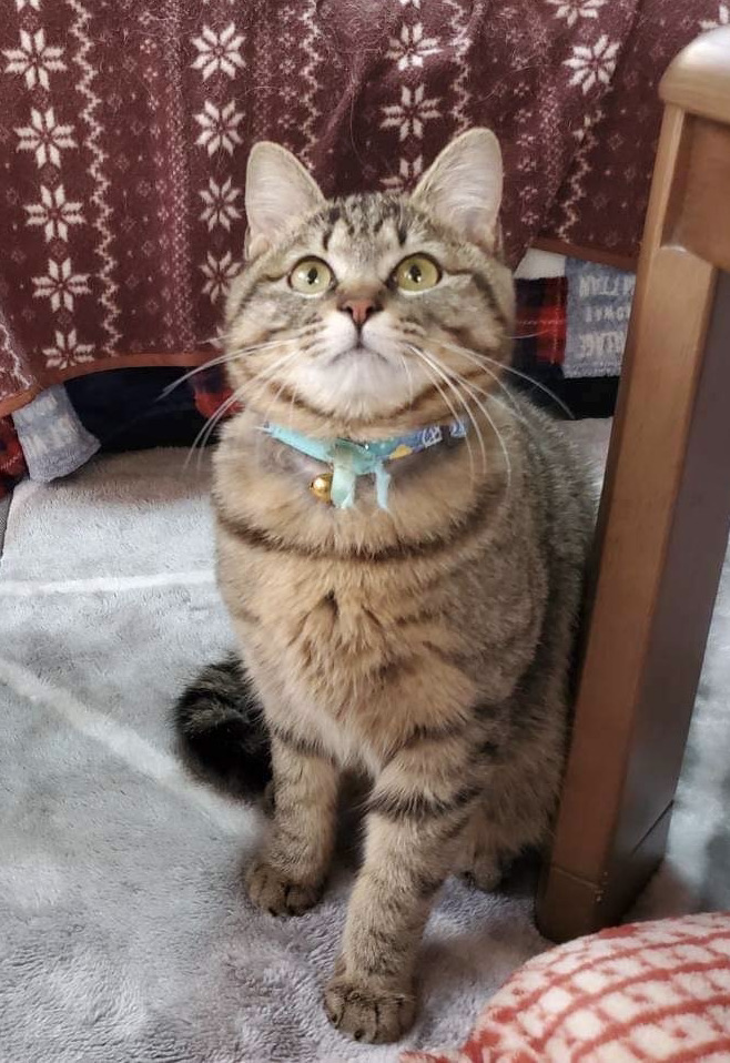 ほんわか可愛いキジトラのイケニャン君！