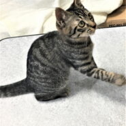 ダイちゃんと一緒に里親様決定しました。