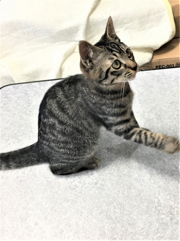 ダイちゃんと一緒に里親様決定しました。