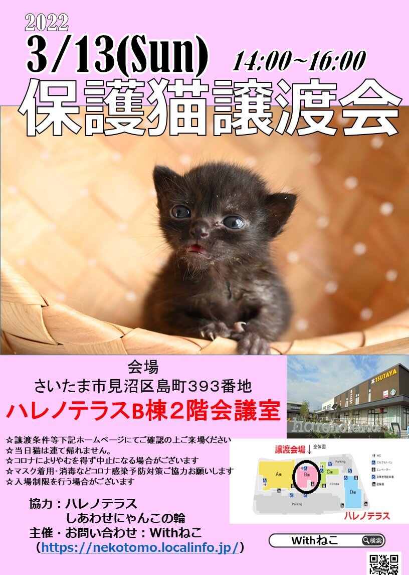 【さいたま市】３/１３（日）ハレノテラス保護猫譲渡会