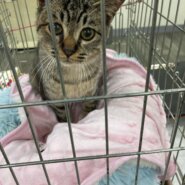 里親決定♡春菊