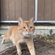 イケメン茶トラ君里親決定！