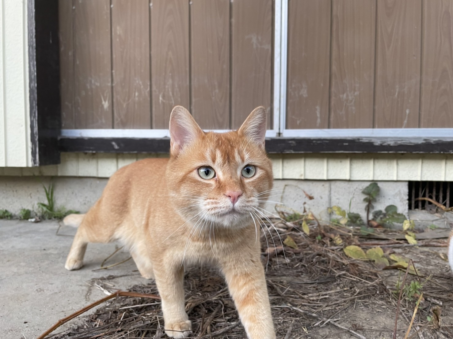 イケメン茶トラ君里親決定！